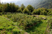 20120731_103132 Coltivazioni di frutti di bosco.jpg